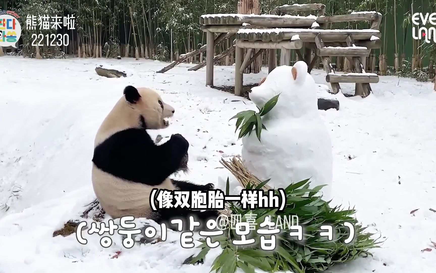 【中字】和乐宝是双胞胎的熊猫？
