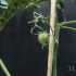 120天番茄从种子到果实生长延时 Growing TOMATO Plant From Tomato Slice Seed