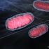 史诗级的人体细胞动画，4分钟视觉享受活细胞内的旅途