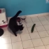 【留学Tube797】老外把一根黄瓜放到猫身后 爆笑现象产生 不信你试试
