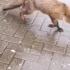 【野生】偶遇狐狸