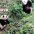 【大熊猫和花&和叶】救命！这俩怎么这么好笑，姐弟俩隔空互怼