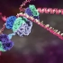 DNA复制过程，超震撼动画-DNA animations