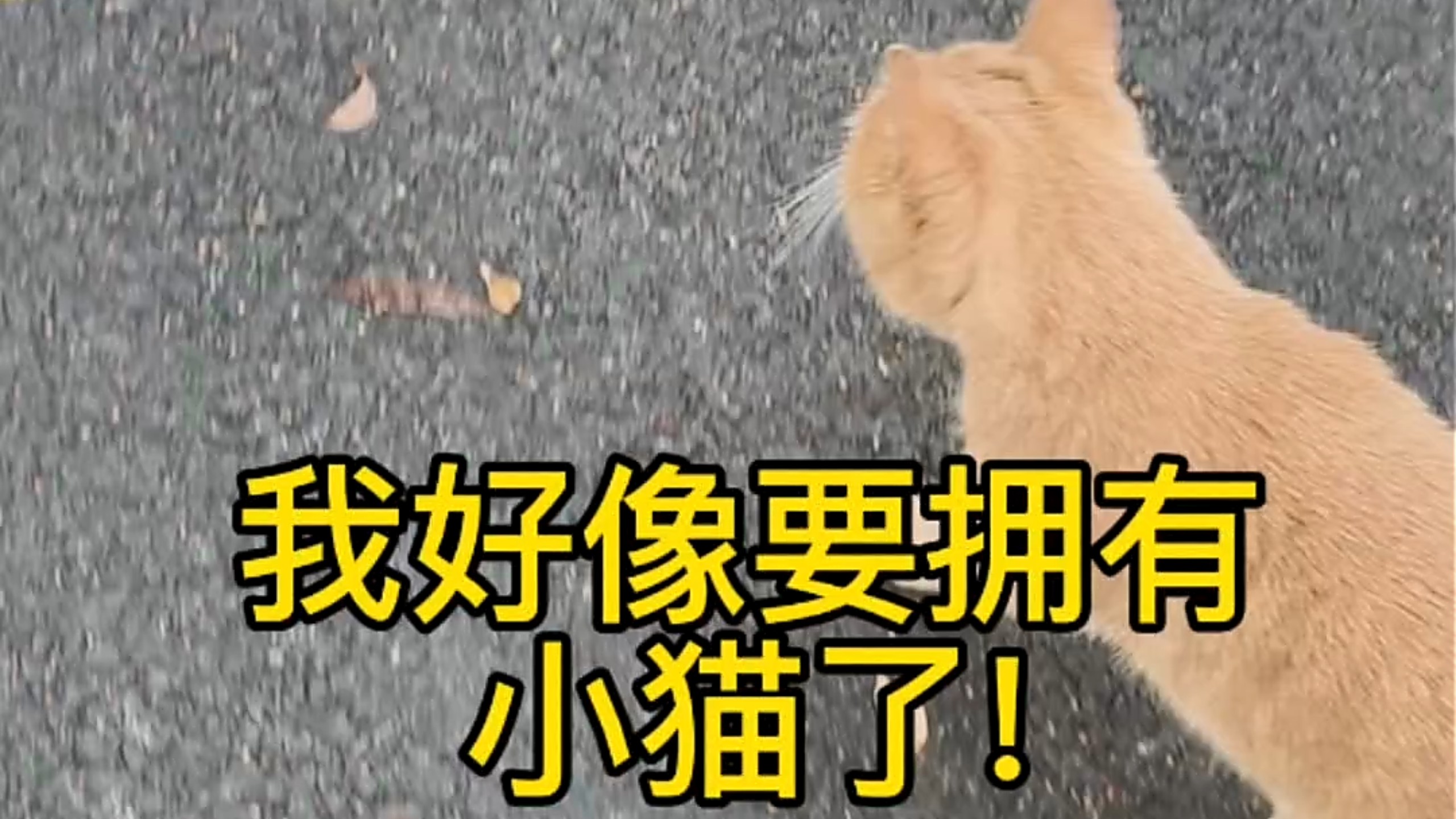 我好像要拥有小猫了!