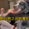 从大型犬到细狗，狗与狗之间的差别还是挺大的