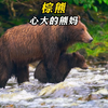 为了吃到鲑鱼大餐，熊妈居然坑自己的宝宝，好在结局圆满