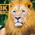 8K UHD 超高清 动物世界1000多种美丽的动物