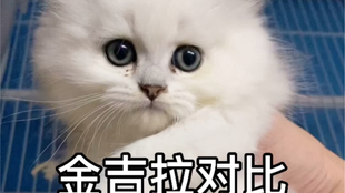 怎么样挑选小猫 94352476d06577b53a8c1ee1e7b55ead1bd71ec6.jpg@310w_174h_1c_100q.jpg