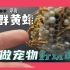 养群黄蜂做宠物好玩吗？只有想不到，没有养不了！ | 肆养频道