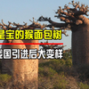浑身都是宝的猴面包树，寿命长达5000年，为何我国引进后大变样