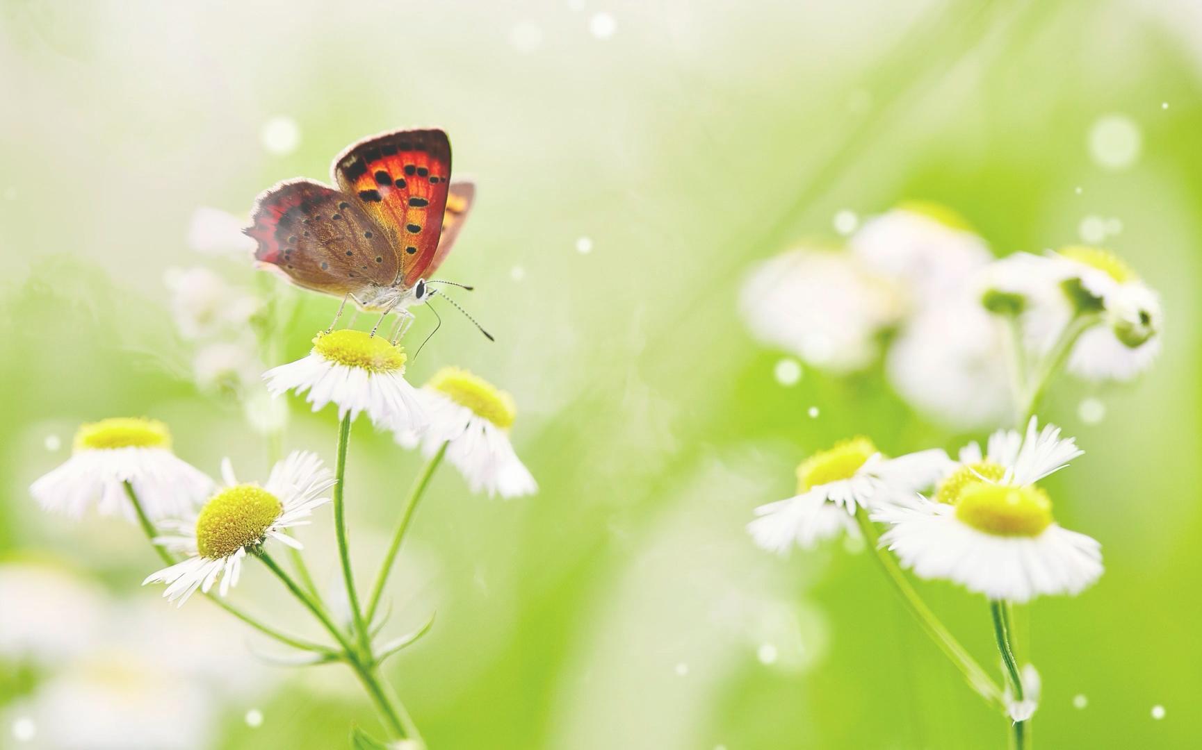 春天春暖花开春三月歌曲古风舞蹈唯美舞台大屏幕LED背景视频