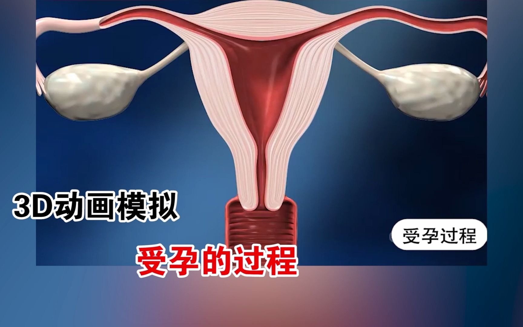 3D动画模拟 受孕的过程