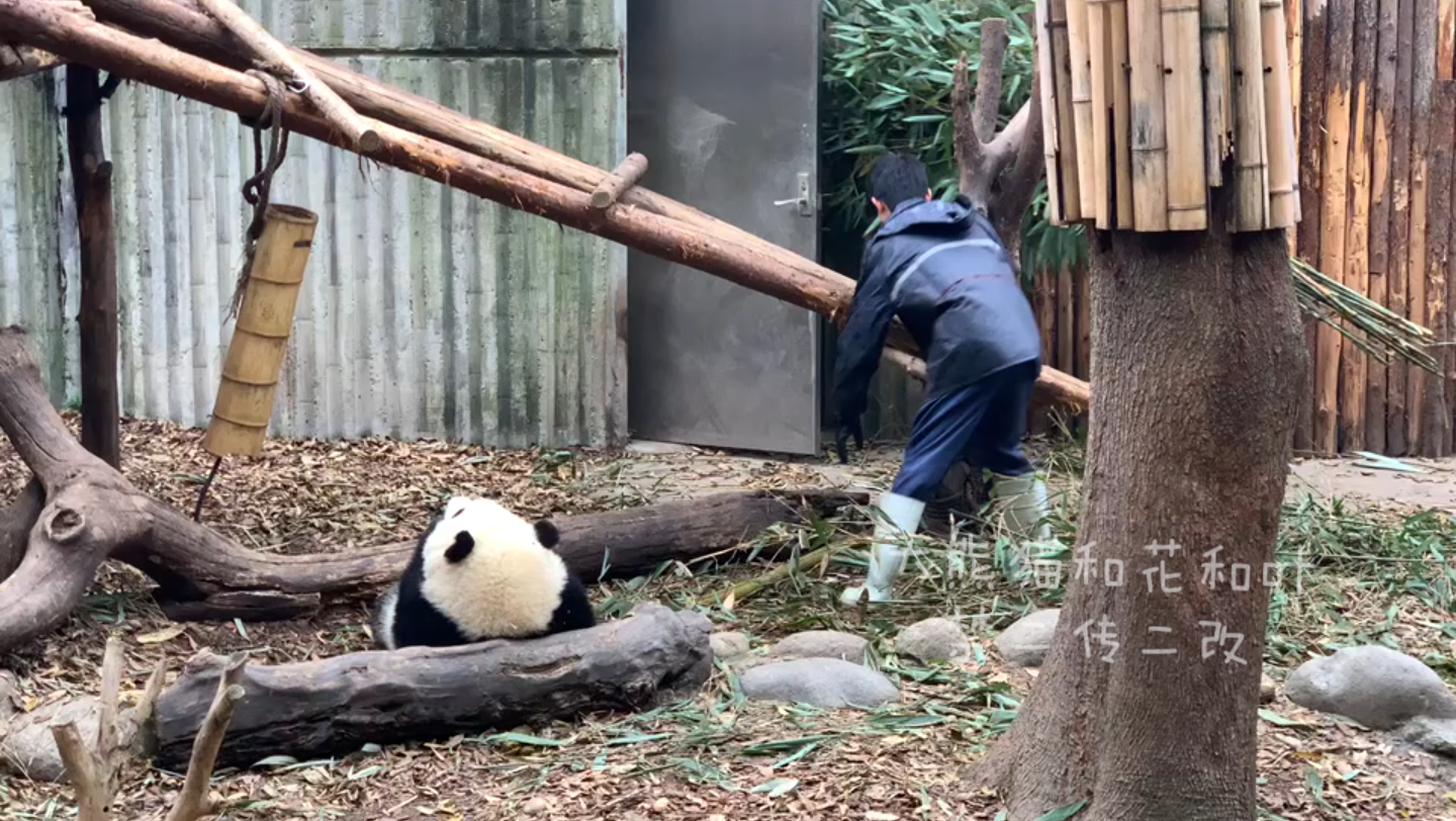 【大熊猫和花】小监工和花花