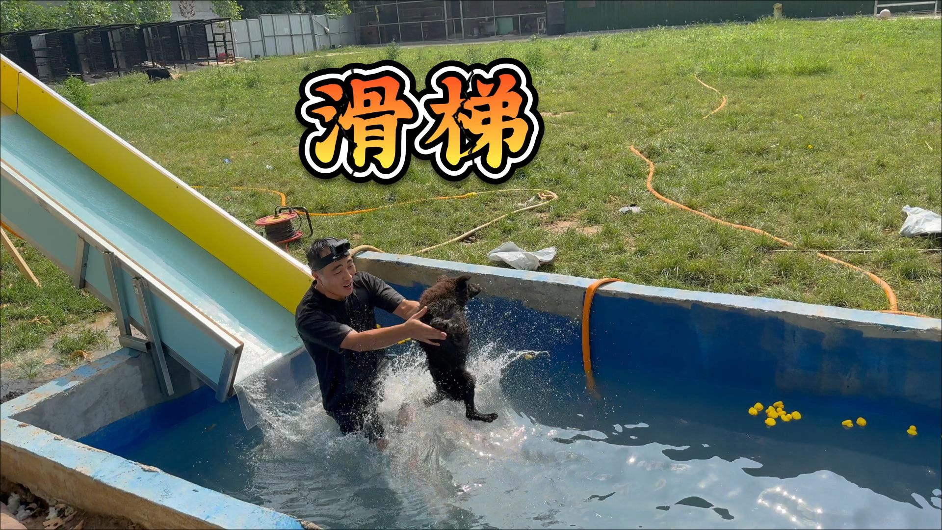 狗还真是从小都会游泳类！