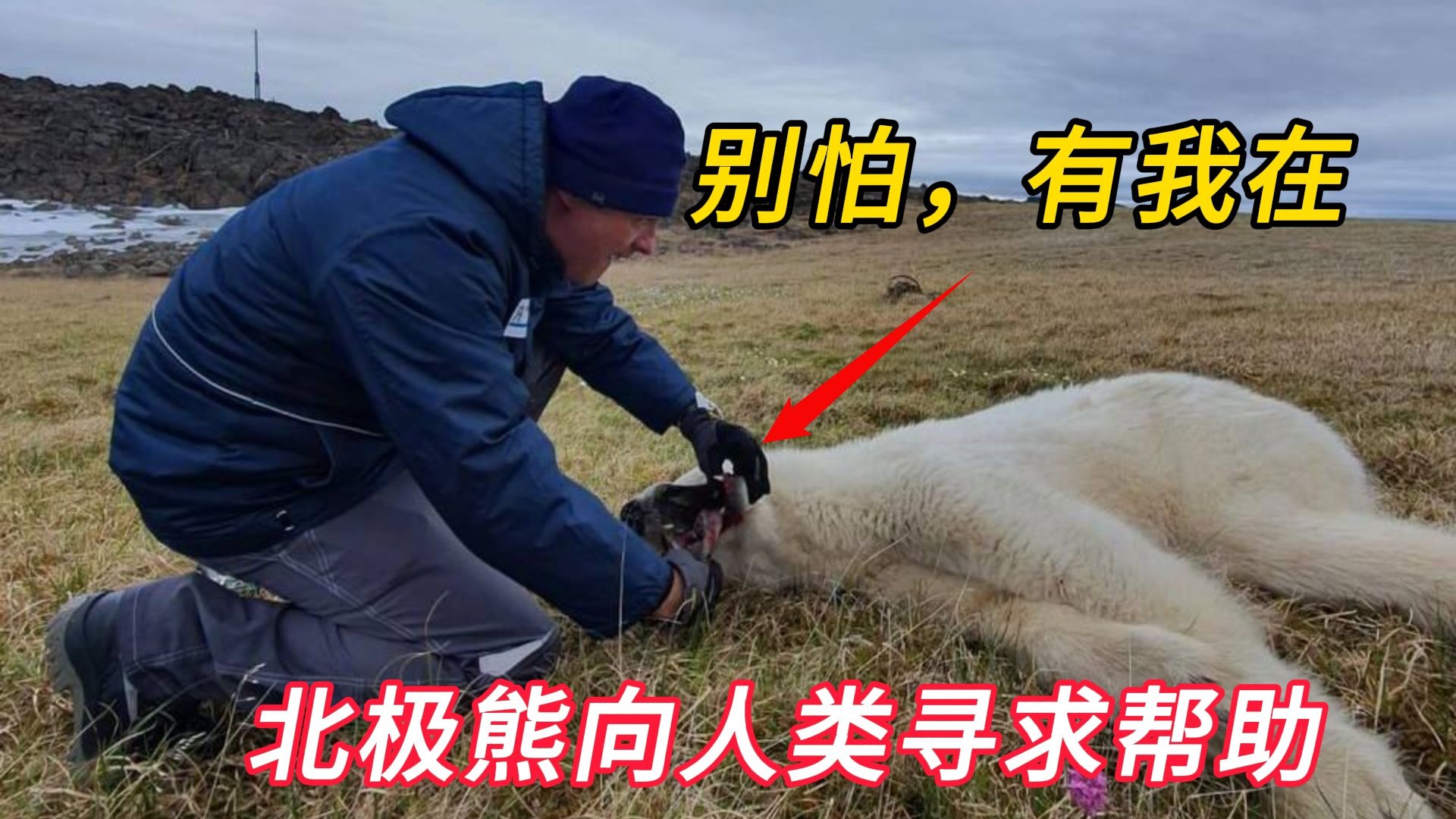 一只北极熊的舌头被罐头卡住，聪明的它冒着危险寻求人类的帮助