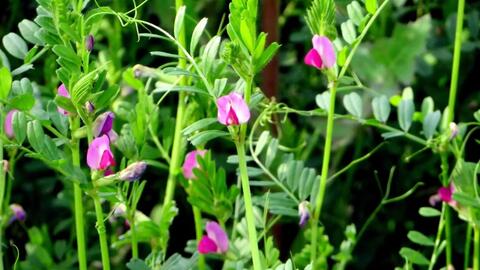 迎春花电视剧全集观看 946c5e6da74e98ea17213b41f71ec14737a7848b.jpg@480w_270h_1c
