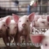 美国人怎么养猪的？全机械化智能化操作，一个人就可养殖上千头猪