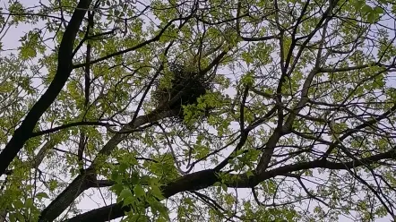 动物图鉴：路边有棵树，树上有个窝，窝里有个黑老鸦，呱呱呱呱呱～_(:D)∠)_