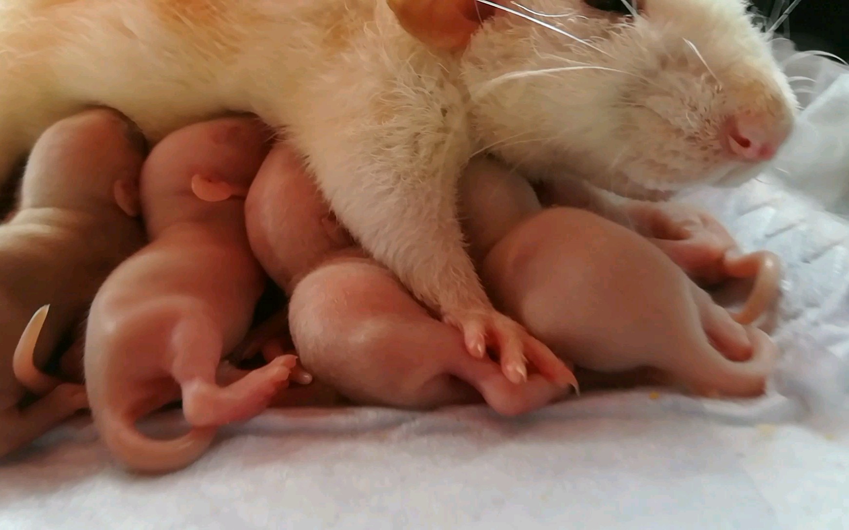【花枝鼠】822出生的幼崽/一至二十天成长日记