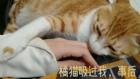 94aa680ef831d7ec4528ef9dee9bba27134a5710.jpg@280w_158h_1c_100q.jpg