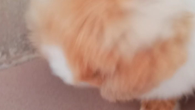 94ac57bdb2d34888fe1dc35cadf242cfa9e0d8a7.png@280w_158h_1c_100q.jpg
