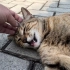 这只流浪猫竟然可以让人摸它肚子和爪子？？