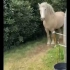 可爱的马儿系列：这些马会照亮你的一天 - 有趣和可爱的马视频汇编