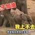 象爸爸教小象爬坡，这坡着实有点难为小象了！