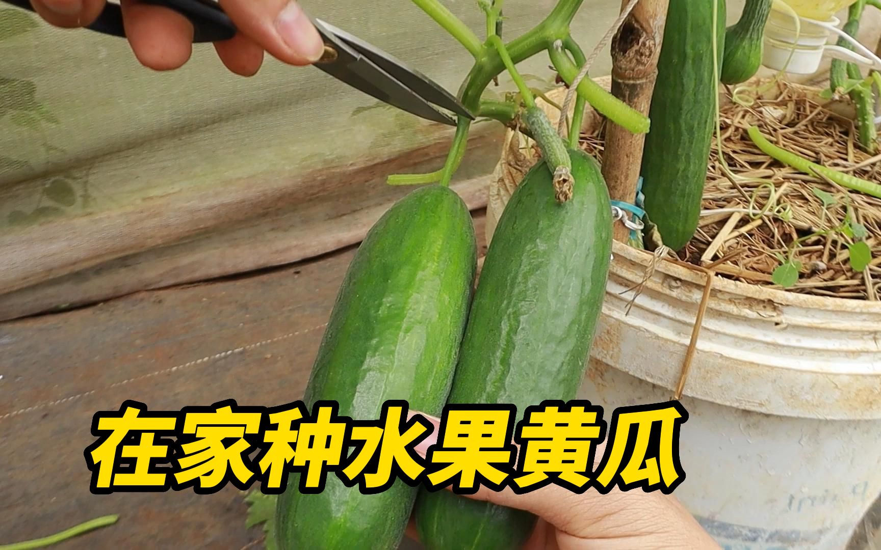 北京市果菜产业高质量发展 京郊12种高品质水果黄瓜上市啦！_新品种