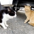两只猫躲在车底下吵架