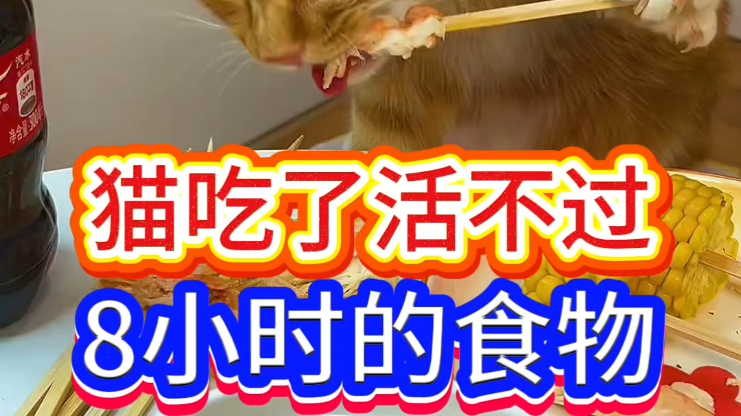 猫吃了活不过8小时的食物