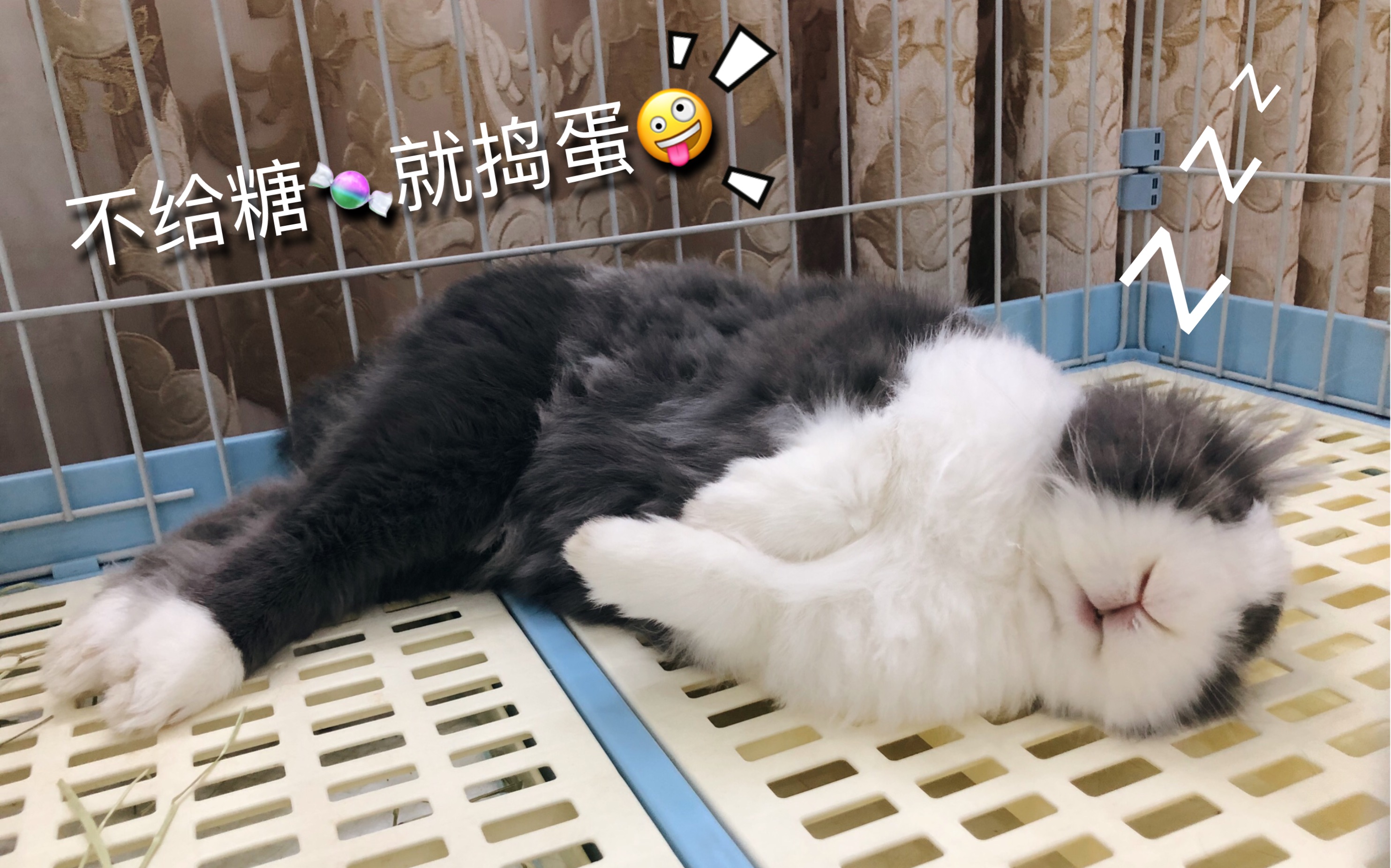 胖球的肥宅生活樱花糖好次