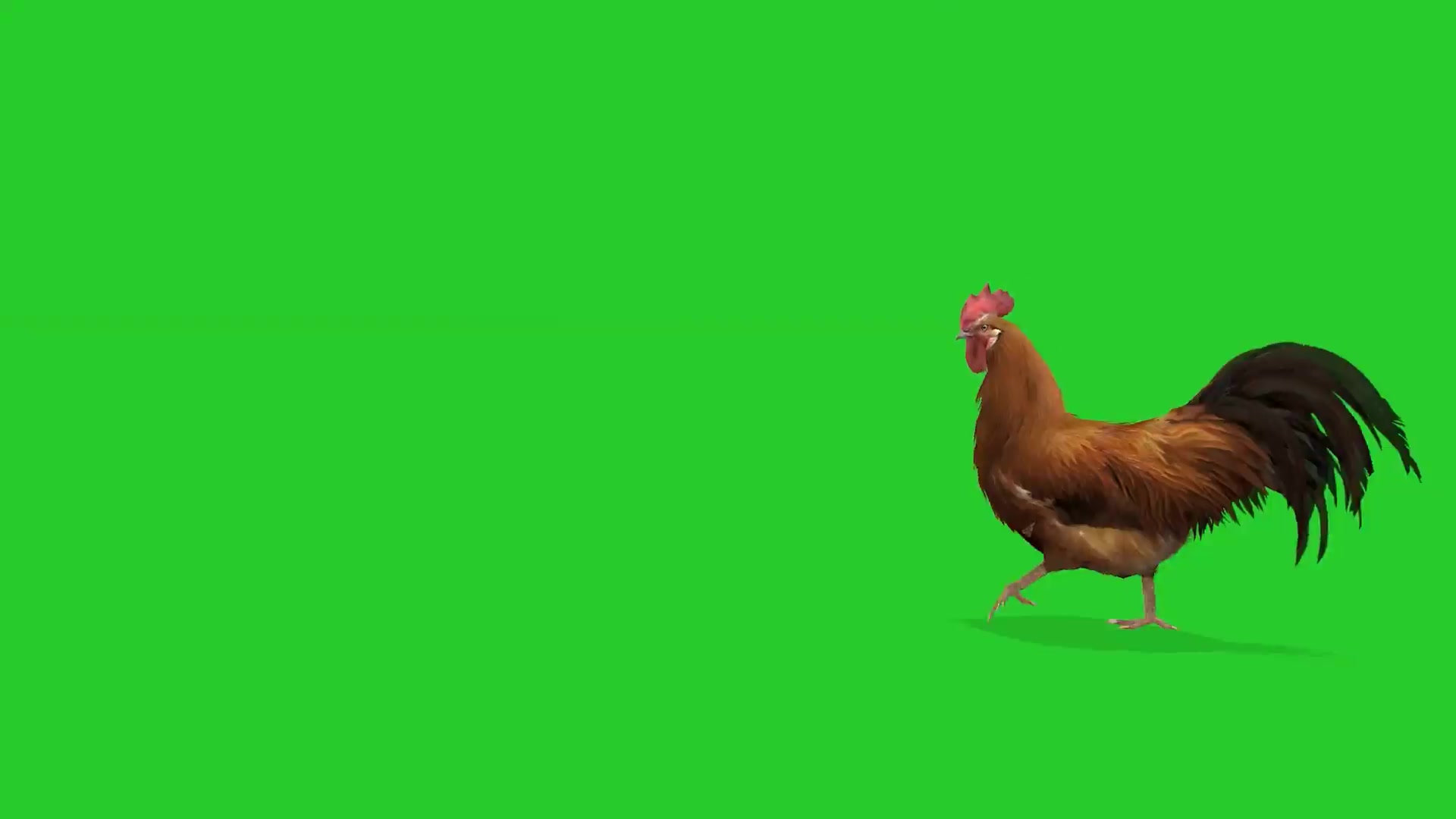 绿幕抠像下蛋的公鸡视频素材
