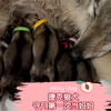 【捷克狼犬】守月和劫的宝宝们平安出生啦！猜猜生了多少只