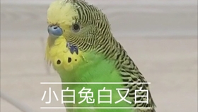952b2d1fc5f2e848f5eaa206e0dba40e45e908c8.jpg@280w_158h_1c_100q.jpg