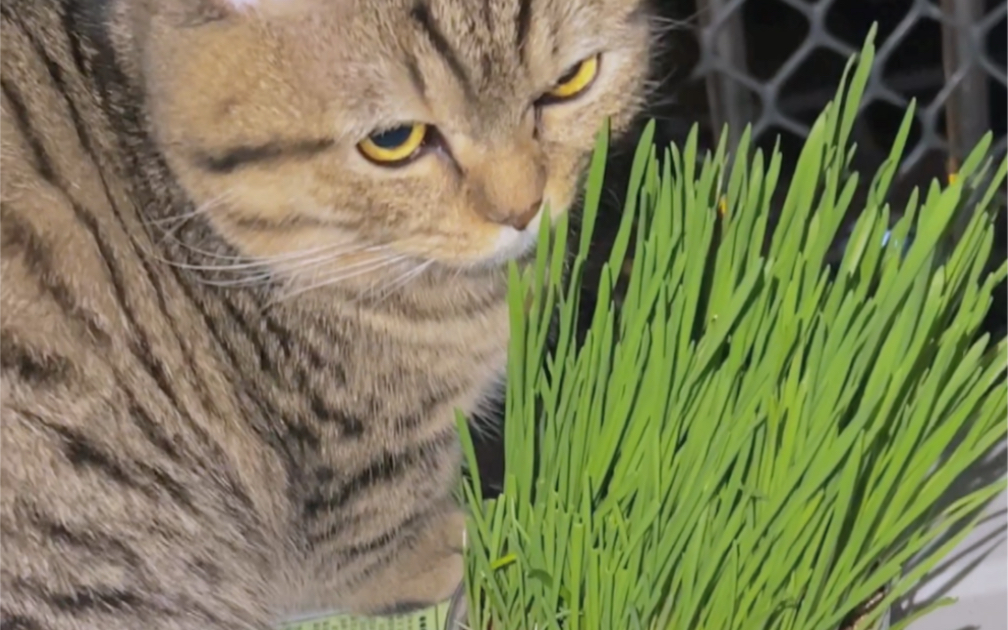 为什么他不吃猫草啊！！！是我种的不嫩？