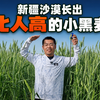 让袁隆平挠头的博士，带了5年的徒孙邝翡婷，在新疆沙漠盐碱地种的小黑麦比人还高了