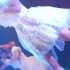 【α7SIII】fairy☆dollsふぇあどる_アイドル縦動画[4K60P]下北沢シャングリラ20210227