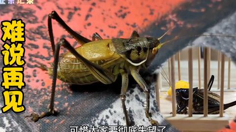 什么时候最适合抓蝈蝈 956cd69b58f25b0484974d26724e578a25a11286.jpg@480w_270h_1c