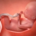 震撼3D短片揭秘人类从孕育到诞生的奇妙过程