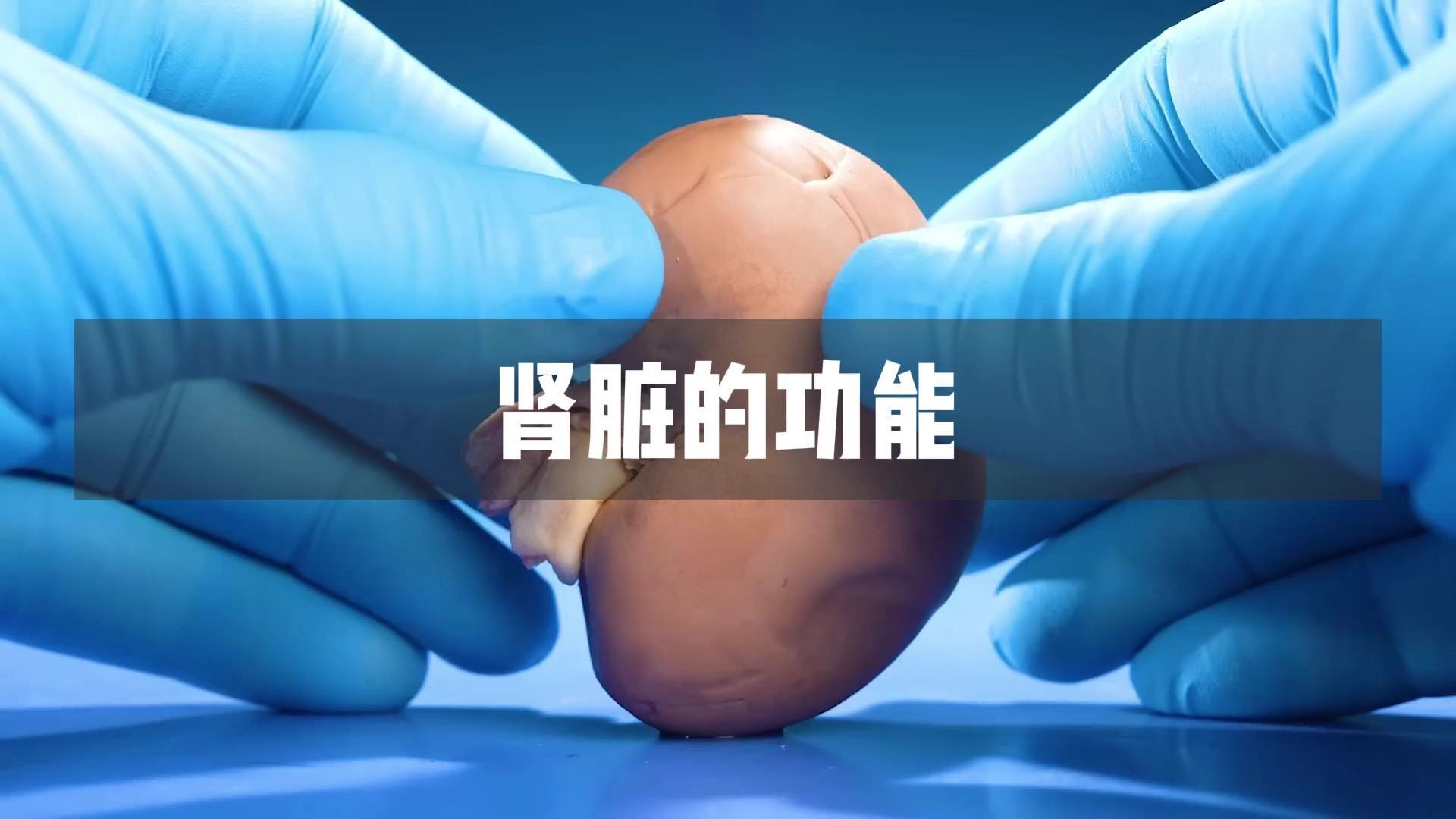 肾脏的功能与作用