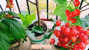 95969937c6d80de39ec814fa1ea66c58cf0d966c.jpg@310w_174h_1c_100q.jpg