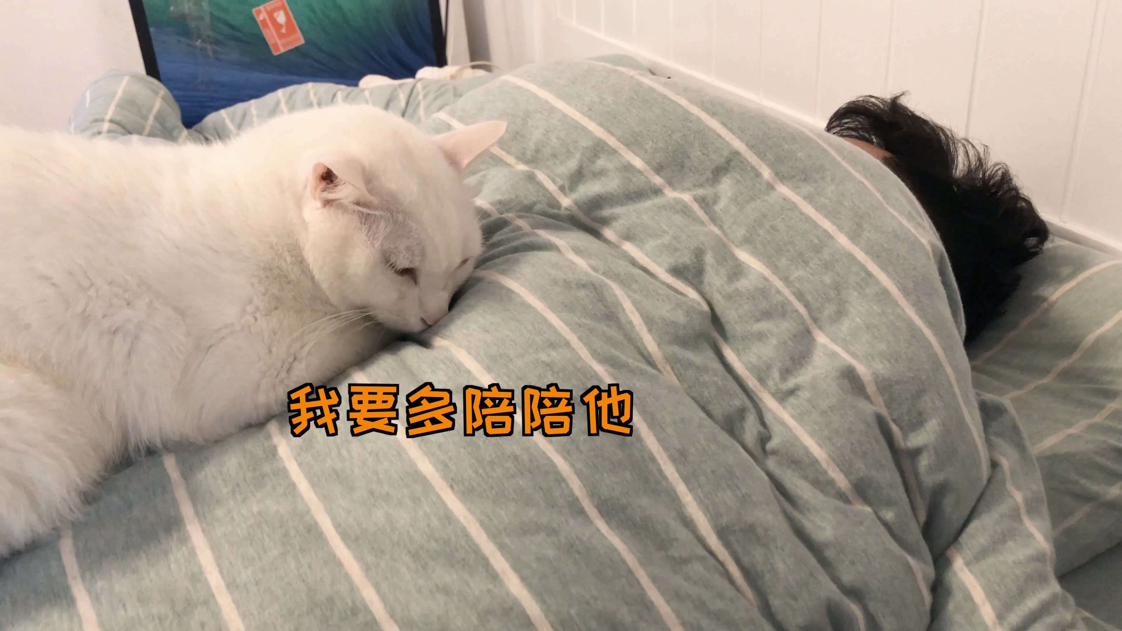 男朋友和猫不能一起养，容易有失恋的感觉