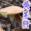 蚕宝宝吐丝，大花猫采蘑菇