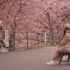[4K] 日本最早开花的伊豆半岛河津赏樱 樱花盛开 赏花 一泊二日 (上)