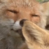 【狐狸】耳朵是用来干什么的，当然是拿来当小零嘴儿的©VulpesPerson