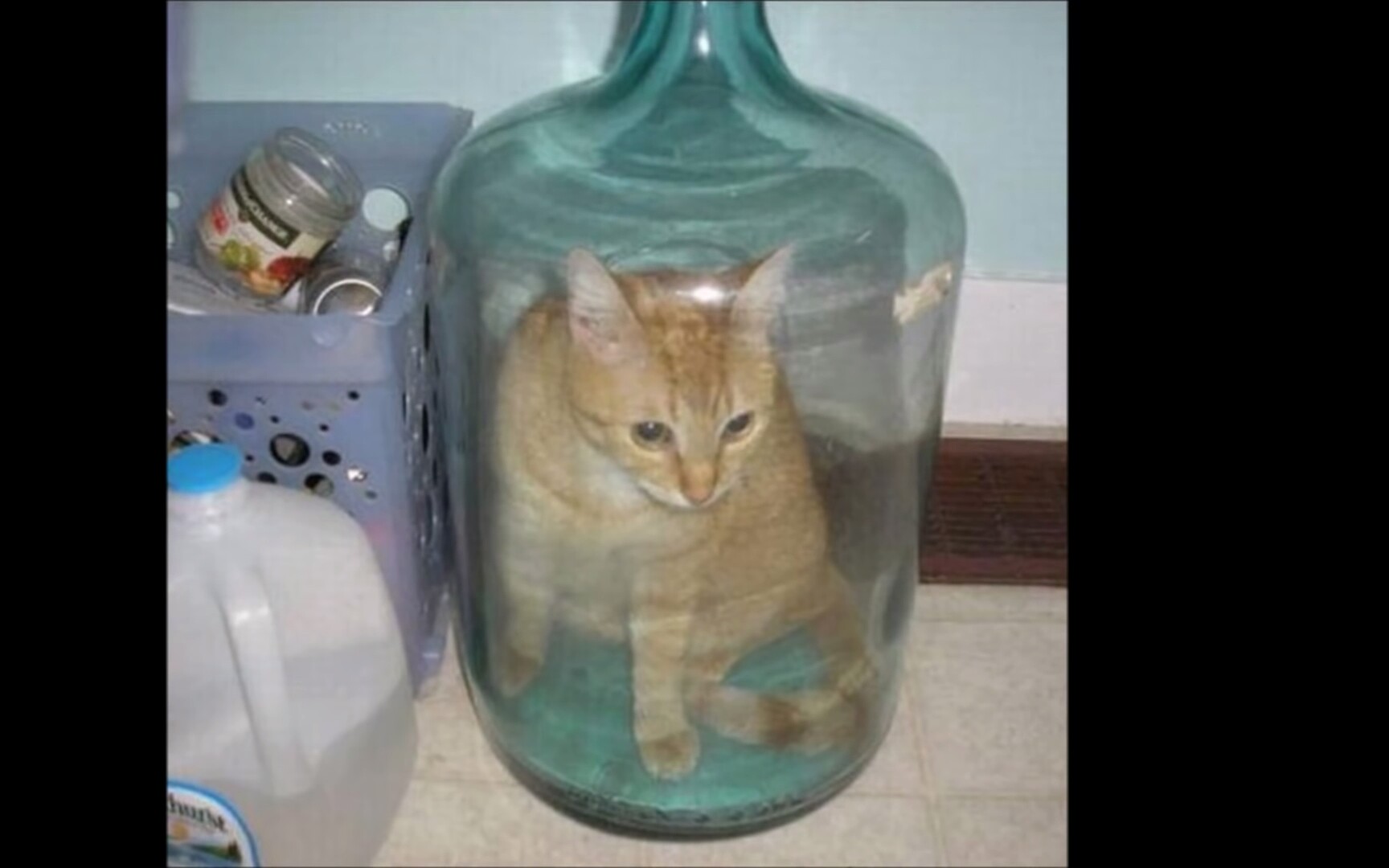 【前方高能】盘点那些不可思议的骚操作（猫:我的内心是绝望的Σ(°Д°;）_哔哩哔哩_bilibili