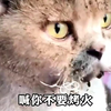 那些爱烤火的猫咪 #搞笑 #专治不开心 #猫咪