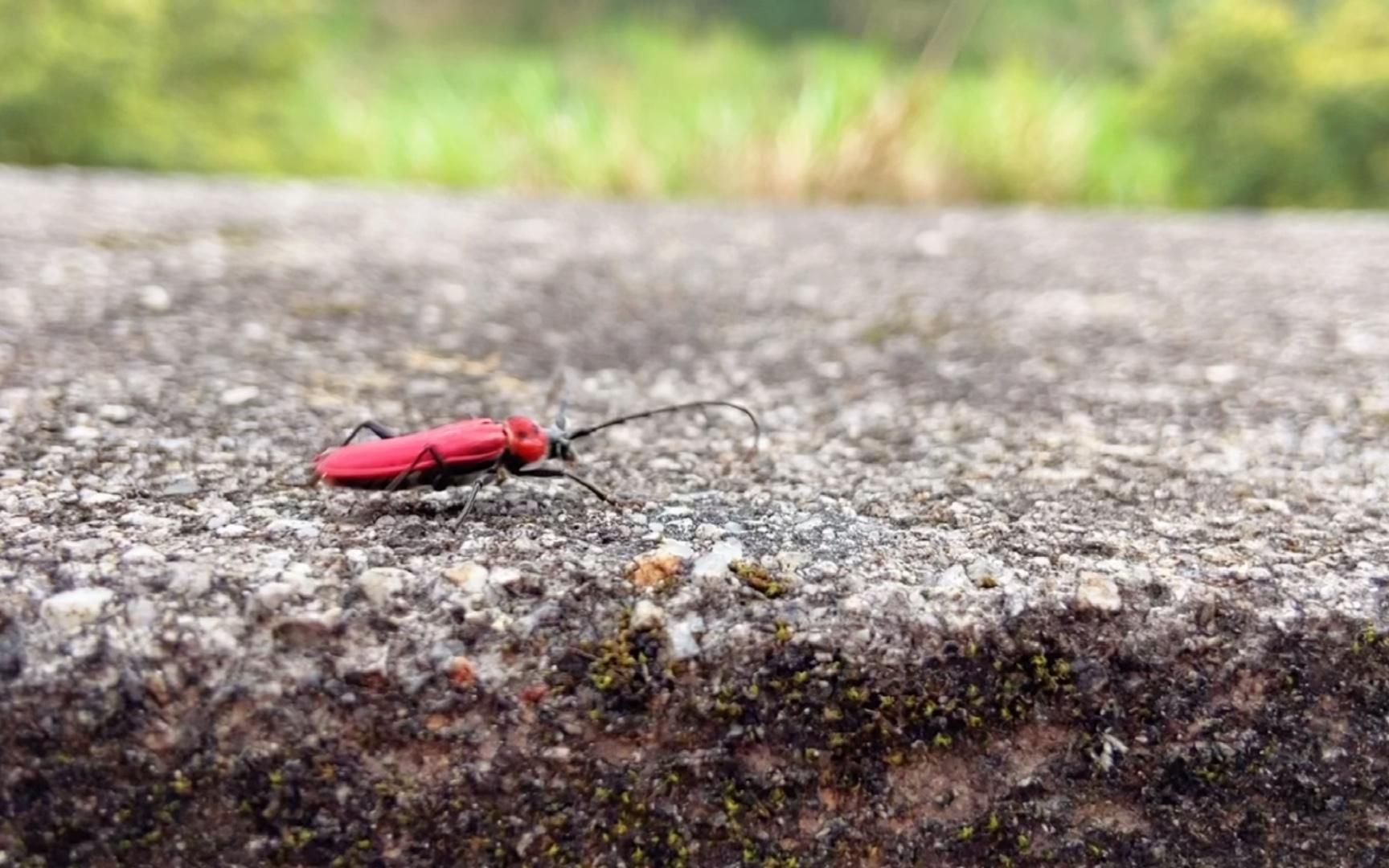 红色的虫子——长颈金花虫，幼虫脱变成成虫全过程-凤凰网视频-最具媒体品质的综合视频门户-凤凰网