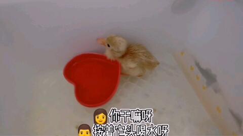 鸭出壳后多久打疫苗 95e6b4aed5a779ce38b0bac2d2a79b74c382b01a.jpg@480w_270h_1c
